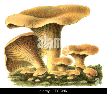 Funghi commestibili Chanterelle. Pubblicazione del libro "eyers Konversations-Lexikon", volume 7, Lipsia, Germania, 1910 Foto Stock