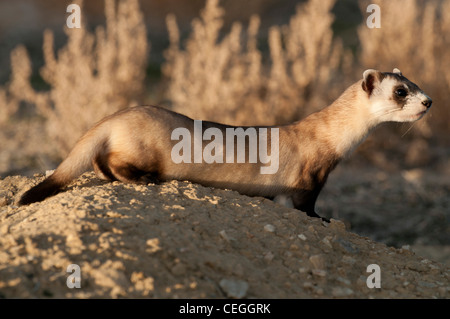 Foto di stock di un selvaggio nero-footed ferret presso la sua tana. Foto Stock