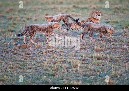 Cheetah, Acinonyx jubatus, con tre Lupetti, il Masai Mara riserva nazionale, Kenya, Africa Foto Stock