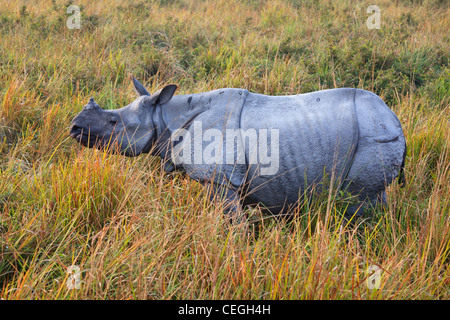 Il rinoceronte indiano nel Parco Nazionale di Kaziranga, Assam, India Foto Stock