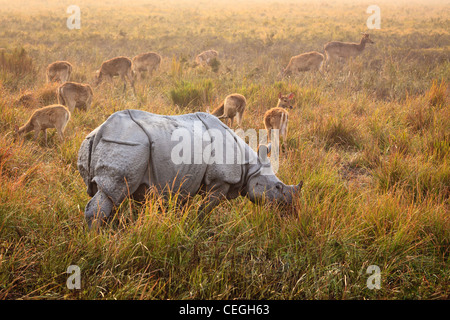 Un rinoceronte indiano di fronte ad un gruppo di Porco cervo il Parco Nazionale di Kaziranga, Assam, India Foto Stock