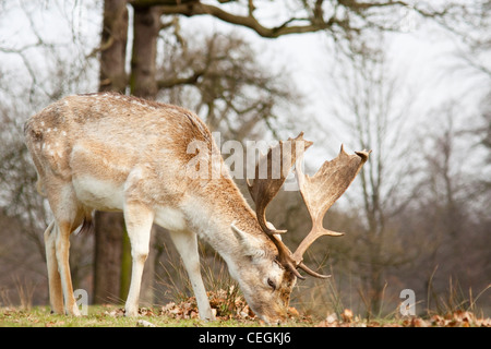 Daini a Dunham Massey Foto Stock