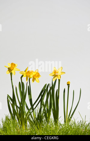 I fiori gialli di Narciso Daffodils nell'erba verde su sfondo bianco ritagliano la vista frontale isolata da sotto negli Stati Uniti ad alta risoluzione Foto Stock