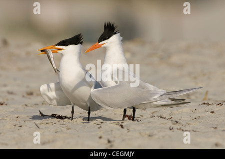 Royal Sterne sulla spiaggia con la preda, Anastasia State Park, St. Augustine, Florida Foto Stock