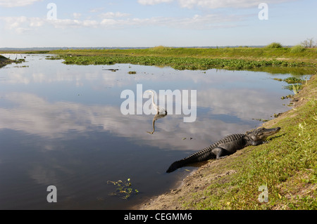 Il coccodrillo americano e airone blu paesaggio, Paynes Prairie membro preservare, Florida Foto Stock