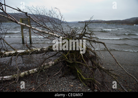 Sradicati alberi sul lato del lago dopo un periodo tempestoso Foto Stock