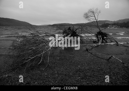 Sradicati alberi sul lato del lago dopo un periodo tempestoso Foto Stock