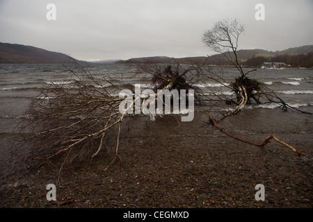 Sradicati alberi sul lato del lago dopo un periodo tempestoso Foto Stock