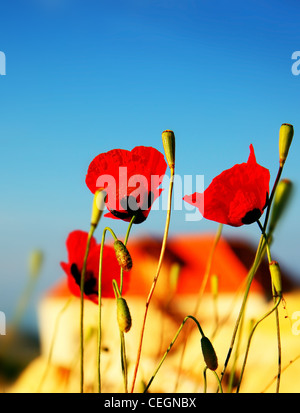 Papavero rosso fiori prato oltre il blu cielo chiaro sfondo Foto Stock