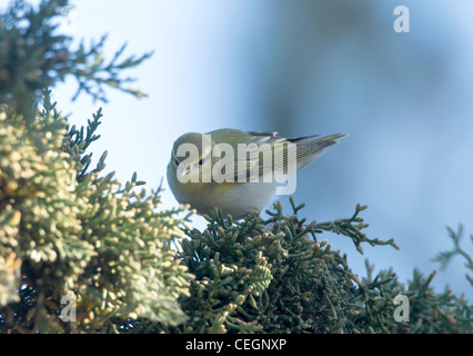 Trillo di legno in cerca di cibo in abete Cipro durante la primavera Foto Stock