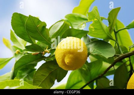 Limone giallo su albero di limone. Foto Stock