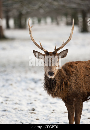 Un cervo Cervus elaphus in Bushy Park a Londra. Foto Stock