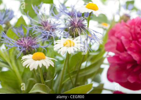 Camomiles nel campo Foto Stock