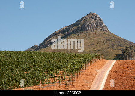 Vigneto a Delaire Graff Wine Estate Stellenbosch Western Cape Sud Africa Foto Stock
