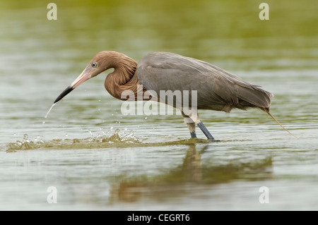 Garzetta rossastra rovistando a Fort DeSoto Park, Tierra Verde, Florida Foto Stock