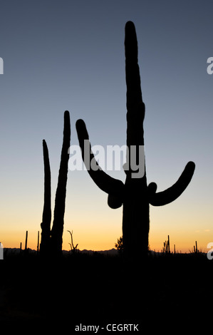 Cactus Saguaro silhouette, Parco nazionale del Saguaro, Tucson, Arizona Foto Stock
