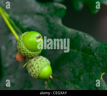 Parco naturale de los alcornocales sullo sfondo di una foglia di quercia Foto Stock