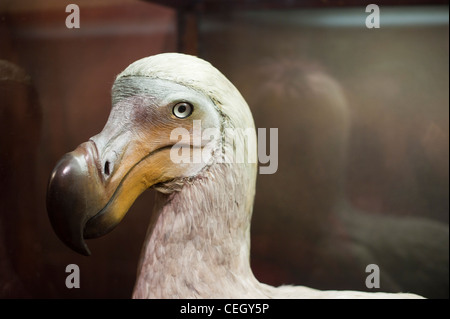 Il dodo (Raphus cucullatus) Foto Stock