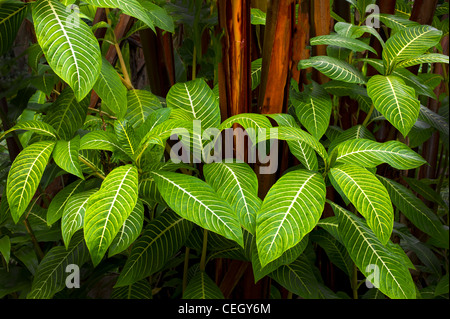 Non identificato foglie tropicali. Hawaii, la Big Island. Foto Stock