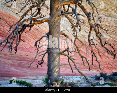 Dead Ponderosa Pine Tree e Checkerboard Mesa. Parco Nazionale di Zion, Utah. Foto Stock