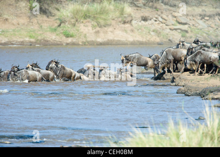 Gnu, Connochaetes taurinus, cominciare a nuotare fiume di Mara, migrazione annuale ciclo, Masai Mara, Kenya. Foto Stock