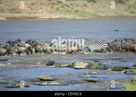 Gnu, Connochaetes taurinus, cominciare a nuotare fiume di Mara, coccodrillo del Nilo giace sulle rocce nei fondali bassi Foto Stock