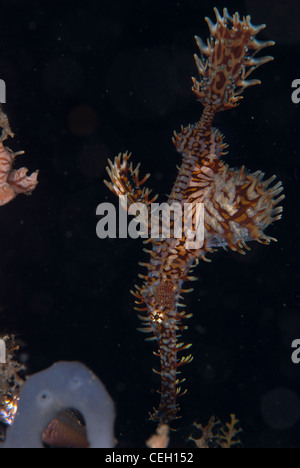Un raffinato o Arlecchino ghost pipefish preso nella barriera corallina di Indonesia. Bunaken Marine Park, Nord Sulawesi Foto Stock
