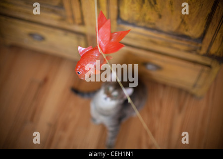 Cat pronto al salto sul pesce in plastica Foto Stock