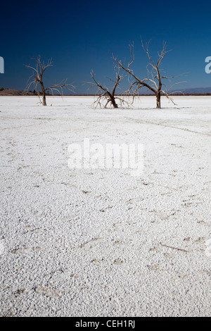 Sonny Bono Salton Sea National Wildlife Refuge Foto Stock