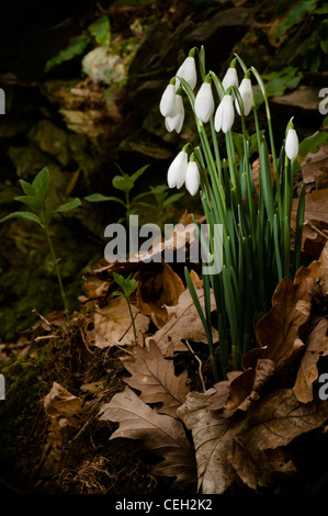 Snowdrops crescente tra boschi figliata di foglia Foto Stock