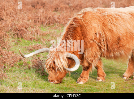 Highland mucca pascolare su Dartmoor Devon UK Foto Stock