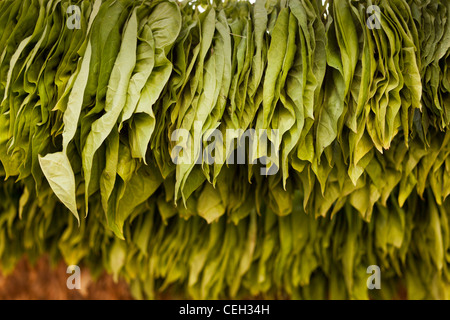 'Verde delle foglie di tabacco,impiccati fino ad asciugare Nicotiana sp. Foto Stock