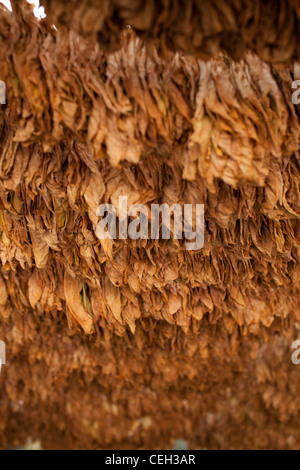 La coltivazione del tabacco. Tabacco (Nicotiana sp.) lascia asciugare in ombra. Le foglie di tabacco sono pronti per la raccolta e la vulcanizzazione. Foto Stock