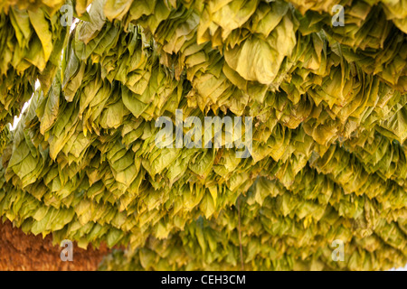 La coltivazione del tabacco. Tabacco (Nicotiana sp.) lascia asciugare in ombra Foto Stock