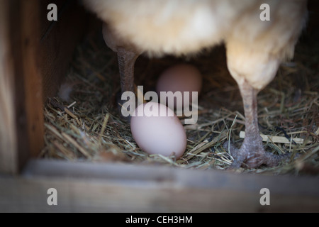 Uovo di galline ovaiole Foto Stock