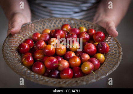 Prunus cerasifera di Ciliege Prugne Foto Stock