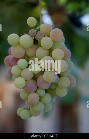 Vino uva sulla vite-close-up Foto Stock