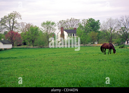Pascolano i cavalli in un pascolo vicino alla grande vecchia fattoria bianca in primavera, Missouri USA Foto Stock