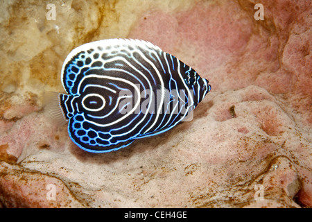 I capretti imperatore Angelfish, Pomacanthus imperator. Tulamben, Bali, Indonesia. Mare di Bali, Oceano Indiano Foto Stock