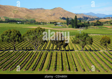 La vite in Montana Cantina vigna con l'appassire colline oltre, Blenheim, Nuova Zelanda Foto Stock