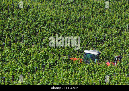 Un trattore aggiunta di pesticidi ai vitigni nel Montana cantina Vigna Blenheim, Nuova Zelanda Foto Stock