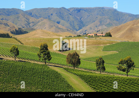 La vite in Montana Cantina vigna con l'appassire colline oltre, Blenheim, Nuova Zelanda Foto Stock