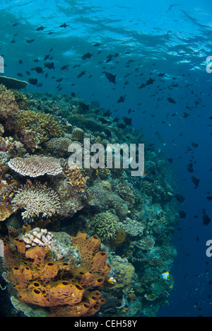 Indonesiano incontaminata barriera corallina. Bunaken Marine Park, Nord Sulawesi, Indonesia. girato durante una giornata con chiare acque blu Foto Stock