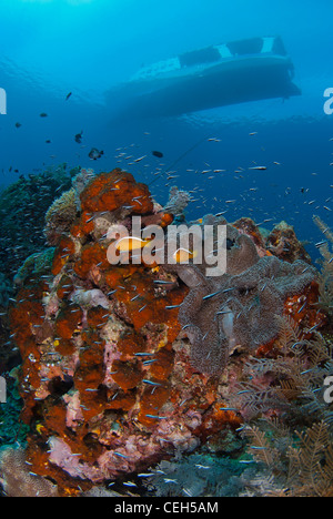 Indonesiano incontaminata barriera corallina. Bunaken Marine Park, Nord Sulawesi, Indonesia. girato durante una giornata con chiare acque blu Foto Stock