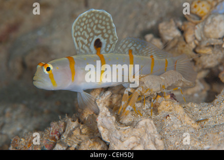 Un Randall o golden sbarrate gamberetto ghiozzo vive in un nido con un gamberetto commensale nella barriera corallina di Indonesia. Foto Stock