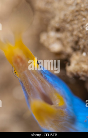 Un maschio Blue Ribbon murena con la bocca aperta che mostra il suo piccolo lo stato ET. Bunaken Marine Park Indonesia Foto Stock