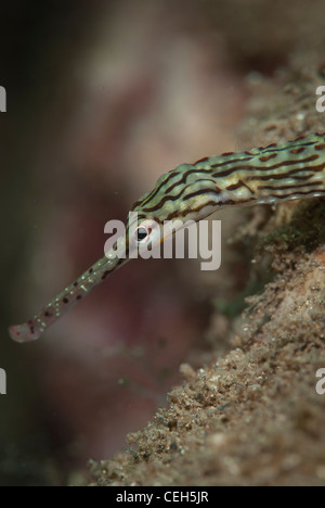 Un Pipefish da un sito locale lungo la costa del Nord Sulawesi, Indonesia. Esso si blocca sulla sabbia. Profilo volto girato. Foto Stock