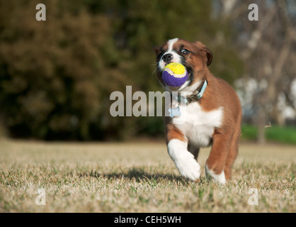 Happy puppy in esecuzione con la sua sfera Foto Stock