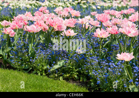 Myosotis chiamato dimenticare-me-NON E Foxtrot tulipani Foto Stock