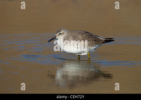 Nodo canutus Caldris guadare in piscina costiera Foto Stock